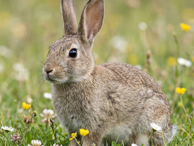 Lapin